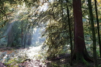 Sonnenschein klein